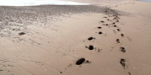 Top Footprints In The Higgs Field